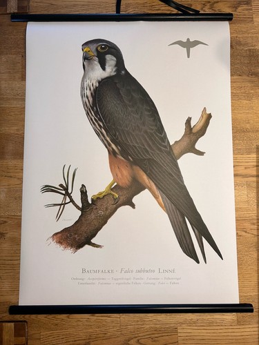 Baumfalke falke vogel - baumfalke,